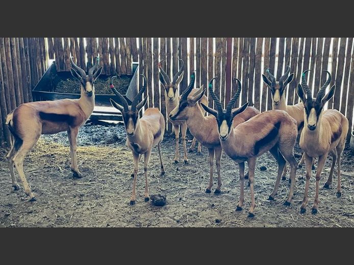 Koper Springbok Ramme