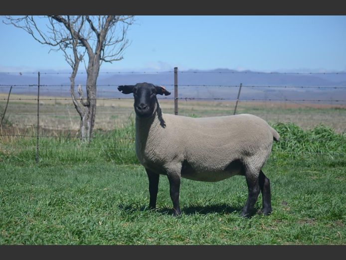 301 230199 | TWEESEUNS