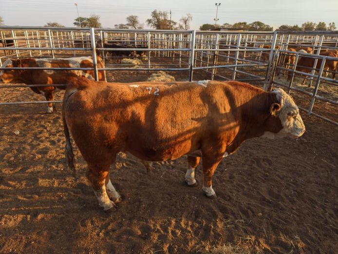 VAN NIEKERK PJ | DAIRY CATTLE 