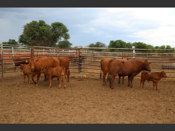 Commercial Animals | JP du Preez