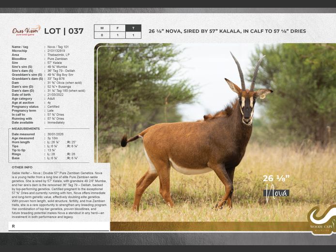 Sable | Dries Visser Safaris CC.