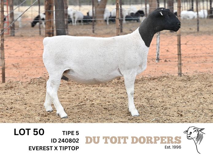 240802 | DU TOIT DORPERS