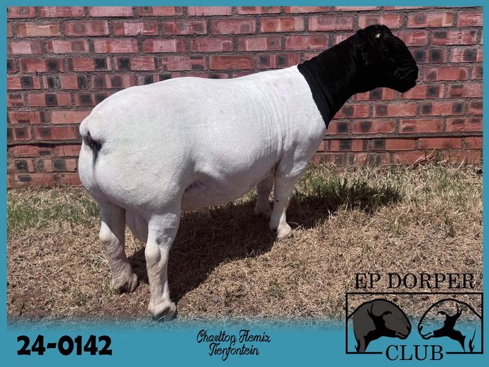 24-0142 | Tienfontein