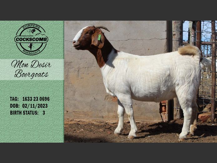 1633 23 0696 | Mon Desir Boergoats