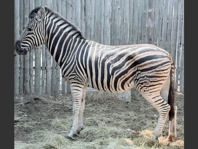 Zebra Hings