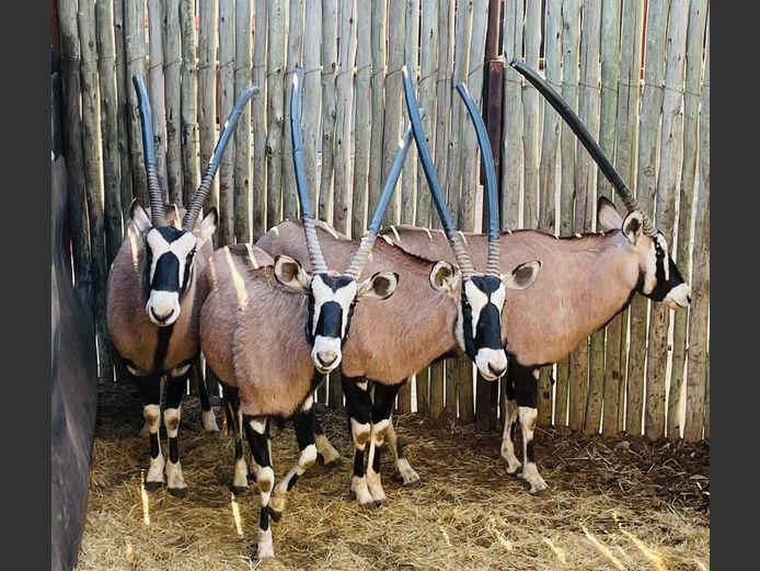 Gemsbok Bulle