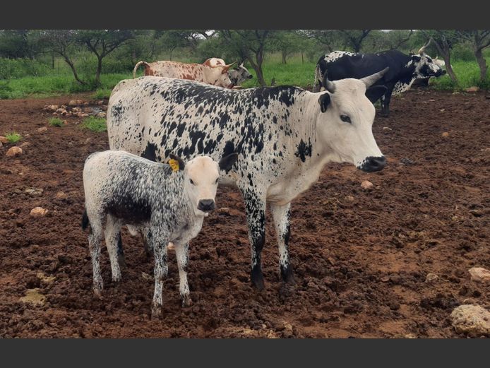 BN 230784 | BOTHMA NGUNIS