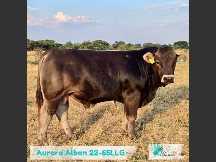 22-0065LLG | AURORA BRAUNVIEH