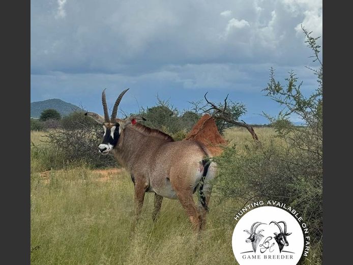 Roan Bull | WATERBERG PLATO GAME BREEDERS
