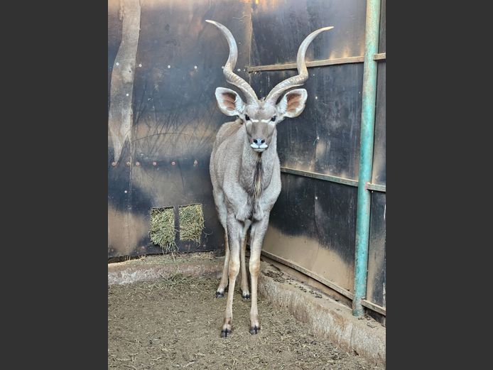 KUDU | KRUISRIVIER