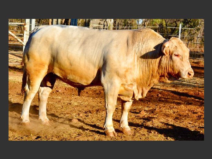 YARI220057 | YARI STUD