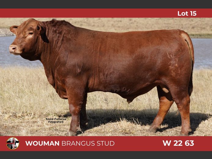 W2263 | WOUMAN BRANGUS