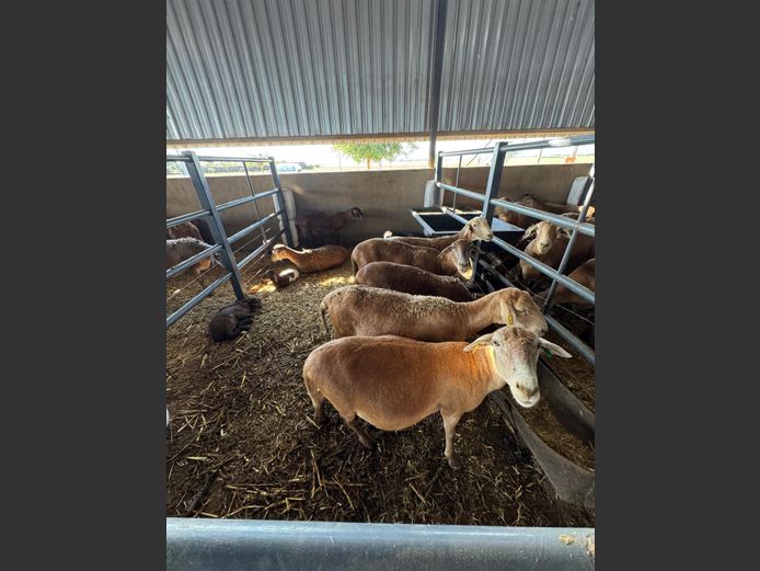 MEATMASTER | LOUMA BOERDERY