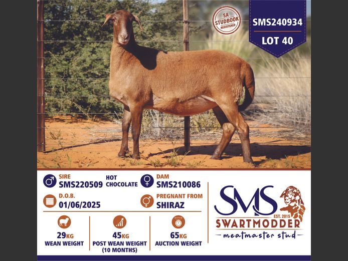 SMS240934 | SWARTMODDER MEATMASTER STUD
