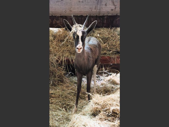 BONT SPRINGBOK | BYLEVELD FAMILIE BOERDERY