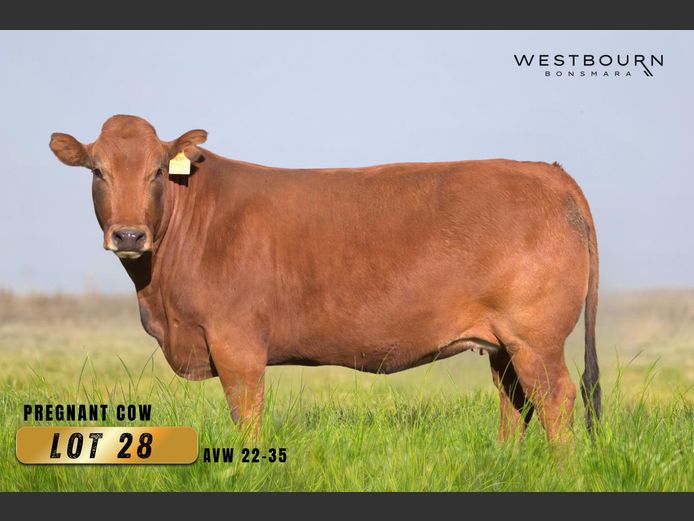 AVW220035 | WESTBOURN BONSMARAS