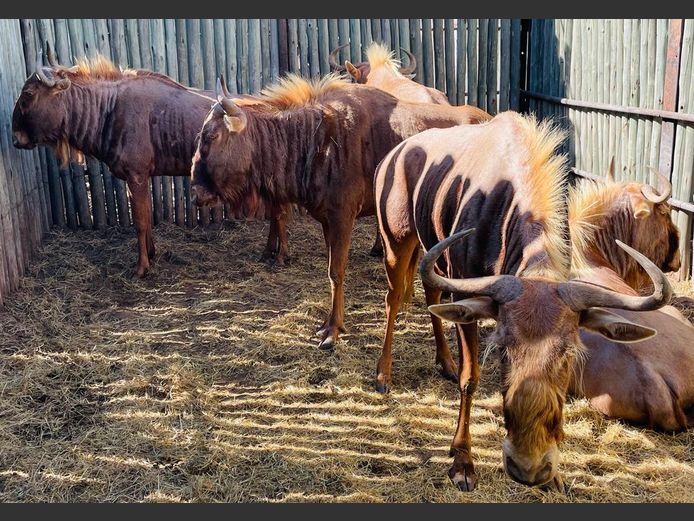 Goue Wildebees Koeie