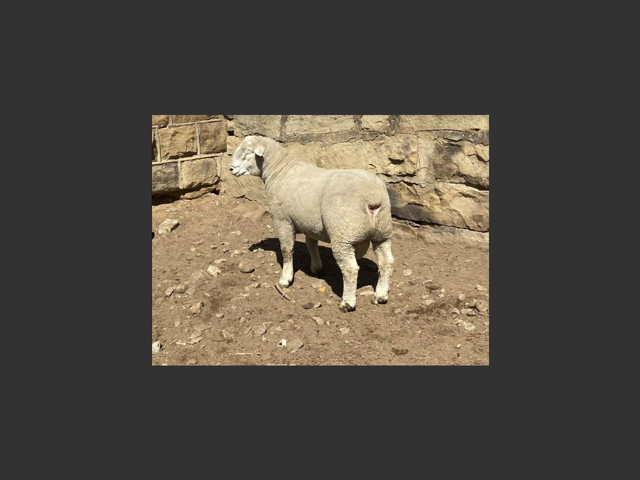 images