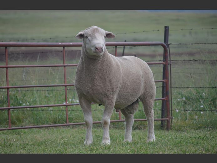 132 | TWEE BROERS DORMER STOET