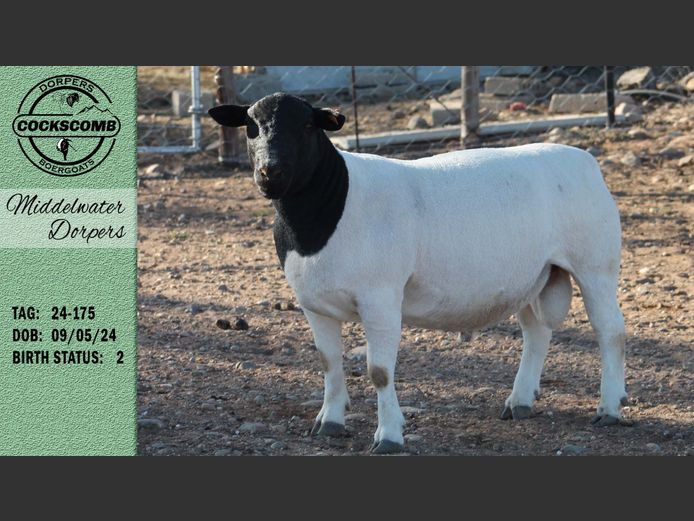 24-175 | Middelwater Dorpers