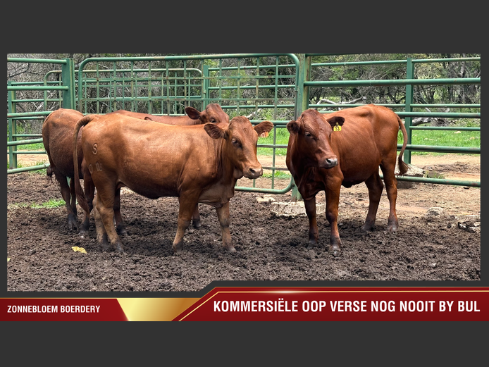 Commercial Animals | Sterkrivier