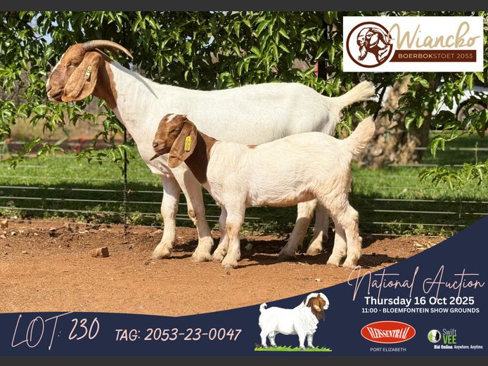 2053-23-0047 | Jacques Combrinck (Wiancko Boerbokstoet)