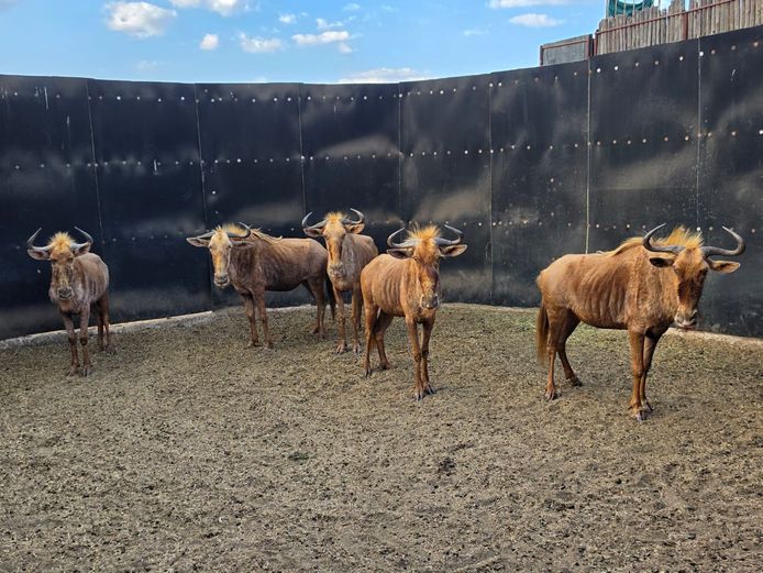 GOUE WILDEBEES | SABLE & SAGE
SOLUTIONS