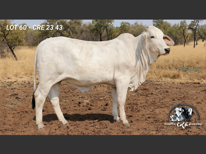 CRE2343 | CRE BRAHMANE