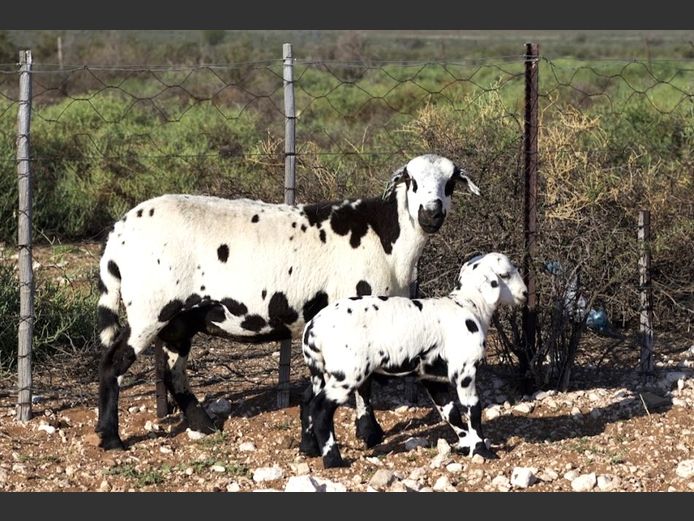 KM 25-335 | Kanyezi Meatmasters