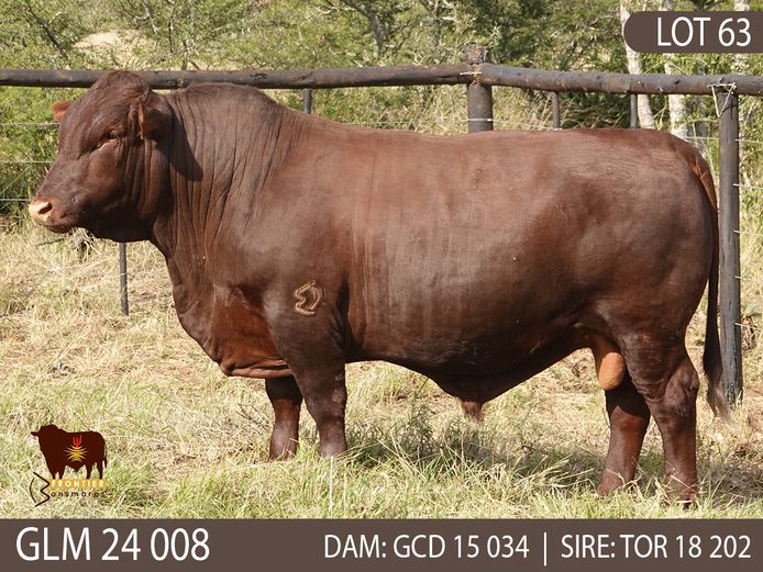GLM 240008 | GLEN MUIR BONSMARAS