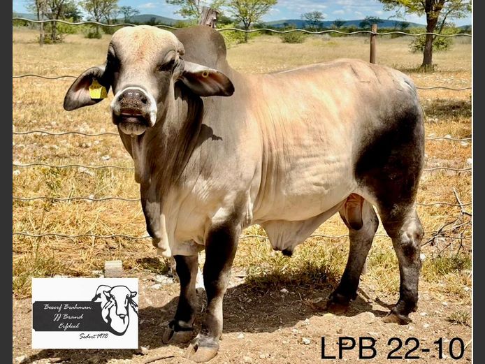 22-0010LPB | BOSERF BRAHMAN