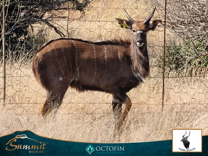 YOUNG NYALA BULL "KODA"