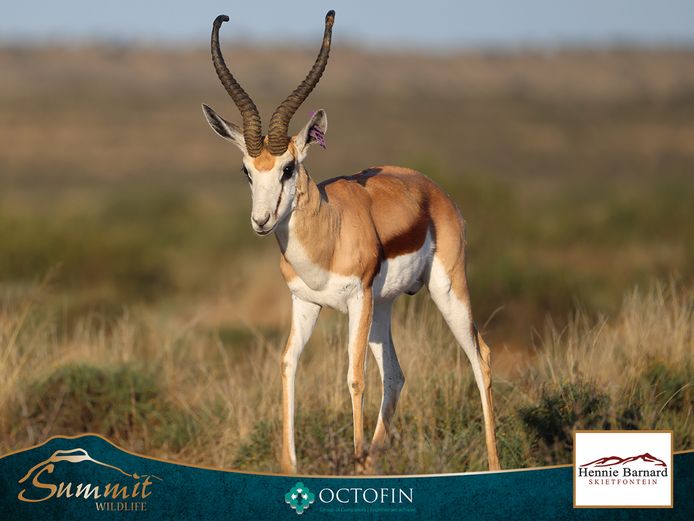 18 2/8" SPRINGBOK RAM