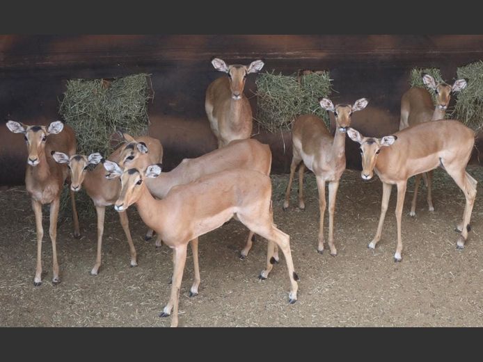 IMPALA