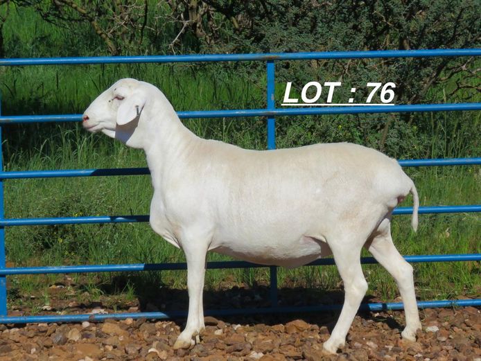 34 24 0243 | MNR. LOUIS VAN RENSBURG, H/A LEEUPUT TRUST