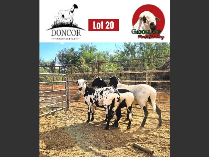 DC443 | Doncor Meatmasters