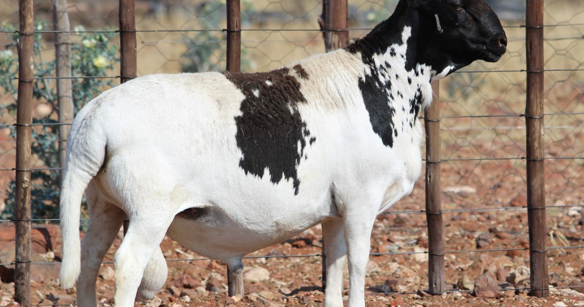 Lot 4 | PLATINUM MEATMASTER PRODUKSIEVEILING | SwiftVEE | South Africa ...