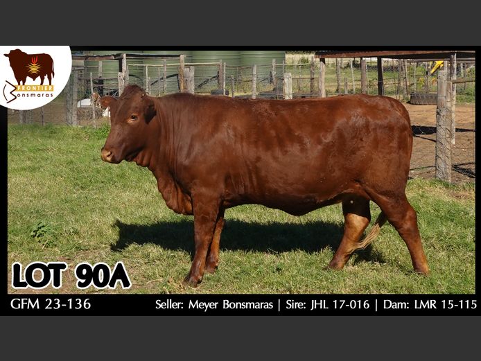 GFM230136 | MEYER BONSMARAS