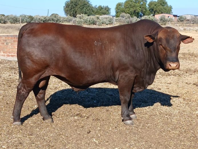 AB 220087 | CCR BEEF (PTY) LTD