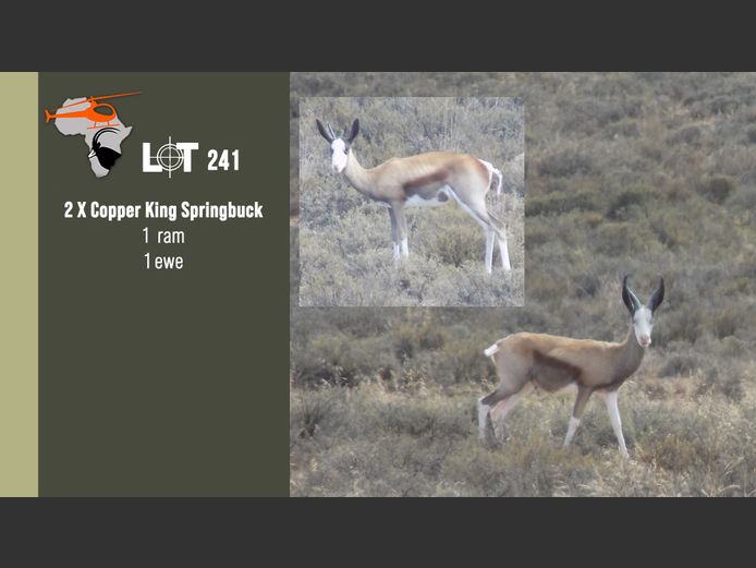 Copper King Springbuck