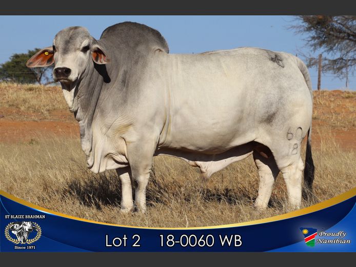18-0060 WB | ST BLAIZE BRAHMAN