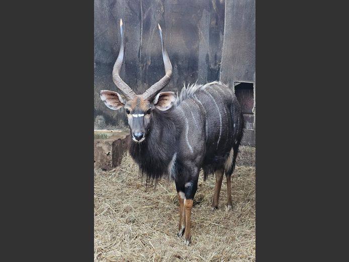 NYALA | SCHOEMAN BOERDERY