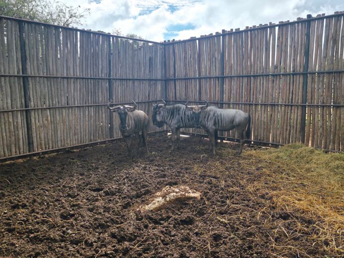 BLOUWILDEBEES | HANLEY