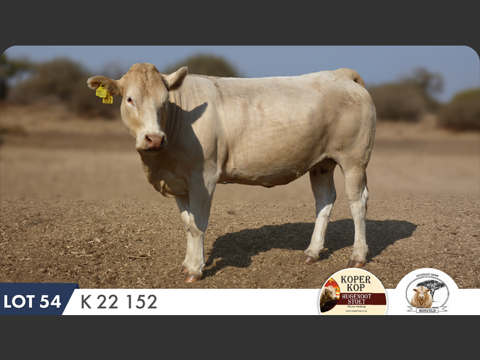 K220152 HH | KOPERKOP HUGENOOT STOET