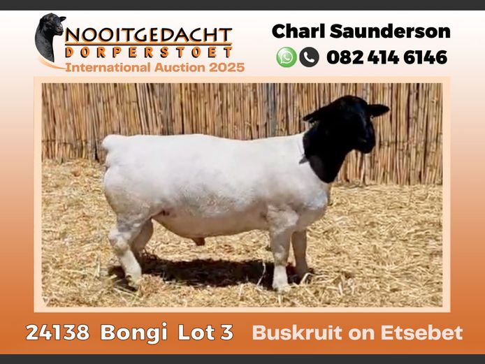 2250 24 0138 | Nooitgedacht Dorpers