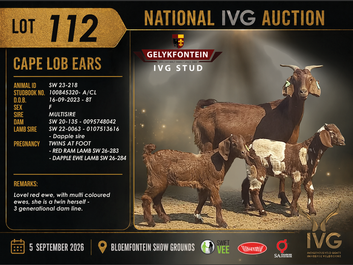SW23-218 | GELYKFONTEIN STUD
