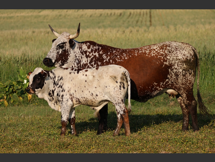 EX 230400 | EXSTEEN NGUNI’S & SANGA‘S