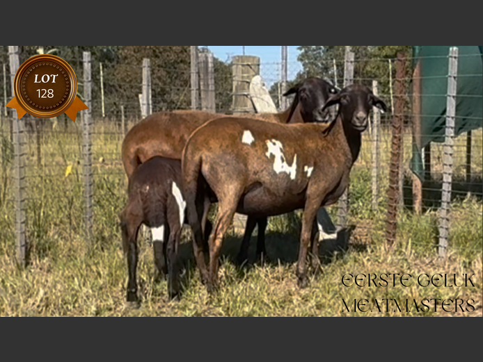 Ewes | Eerste Geluk Meatmasters