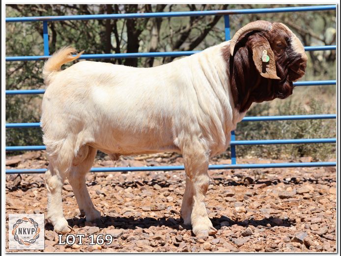 617 24 0163 | LOUIS VAN RENSBURG, H/A LEEUPUT TRUST