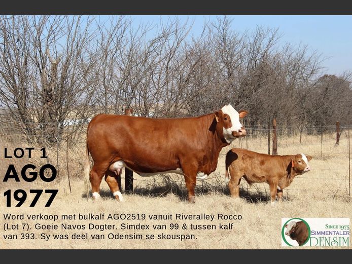 AGO1977 | AG ODENDAAL